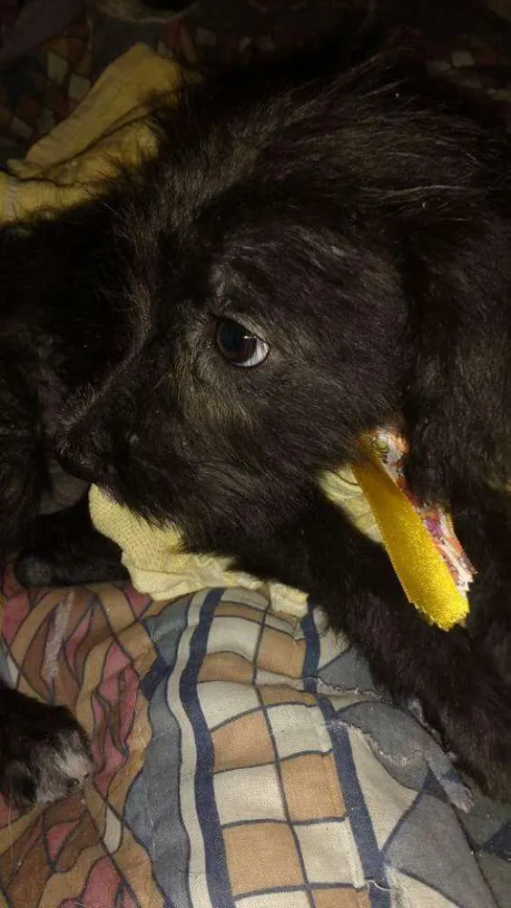 Cachorro ra a SRD/Poodle idade 2 a 6 meses nome Pitoco