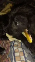 Pitoco