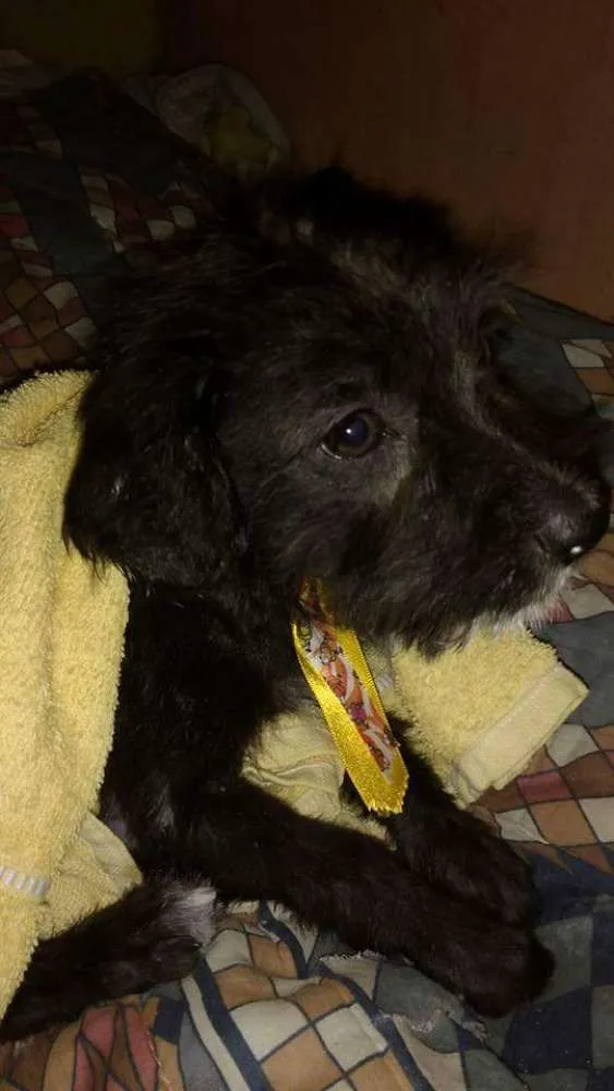 Cachorro ra a SRD/Poodle idade 2 a 6 meses nome Pitoco