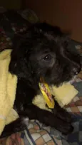 Pitoco