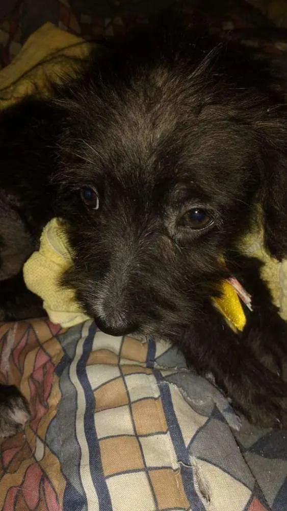Cachorro ra a SRD/Poodle idade 2 a 6 meses nome Pitoco