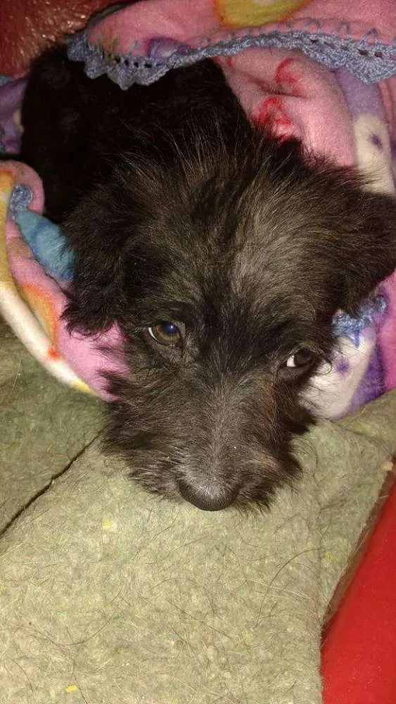 Cachorro ra a SRD/Poodle idade 2 a 6 meses nome Pitoco