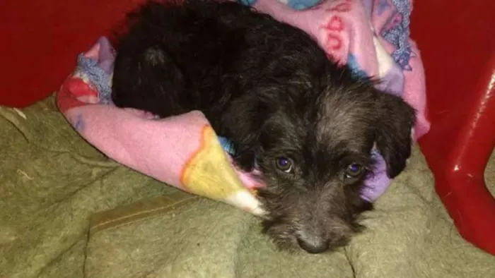 Cachorro ra a SRD/Poodle idade 2 a 6 meses nome Pitoco
