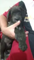 Pitoco