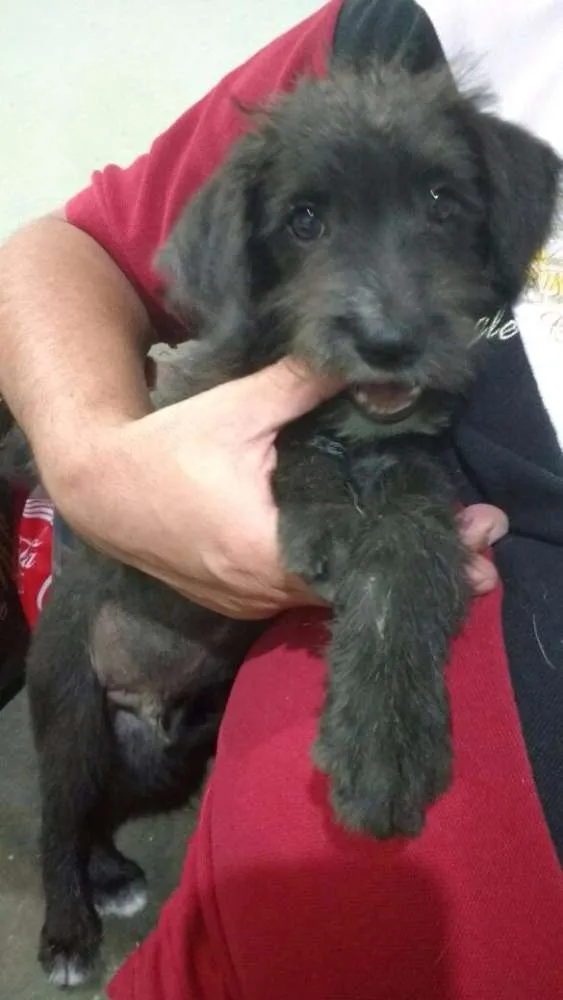 Cachorro ra a SRD/Poodle idade 2 a 6 meses nome Pitoco