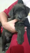 Pitoco