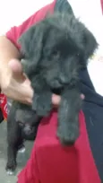 Pitoco
