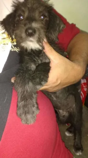Cachorro raça SRD/Poodle idade 2 a 6 meses nome Pitoco