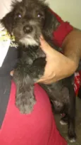 Pitoco