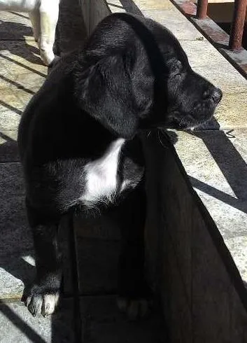 Cachorro ra a Vira lata idade Abaixo de 2 meses nome jacke