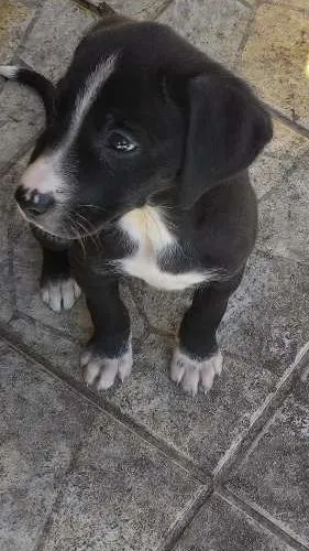Cachorro ra a Vira lata idade Abaixo de 2 meses nome Vilma