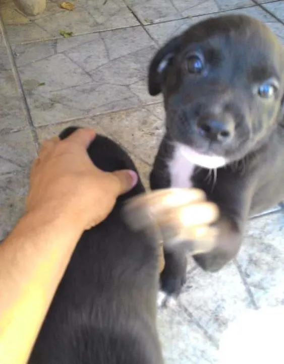 Cachorro ra a Vira lata idade Abaixo de 2 meses nome jacke