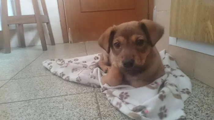 Cachorro ra a Vira Lata idade Abaixo de 2 meses nome Theo
