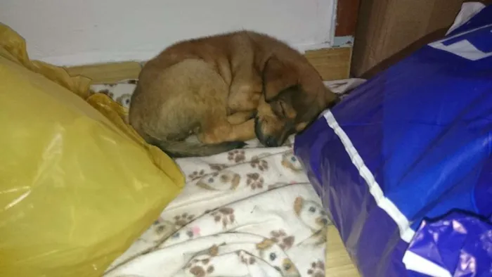 Cachorro ra a Vira Lata idade Abaixo de 2 meses nome Theo