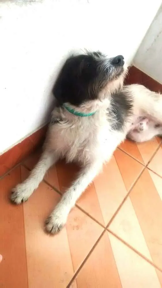 Cachorro ra a vira-lata idade 2 anos nome Bisteca
