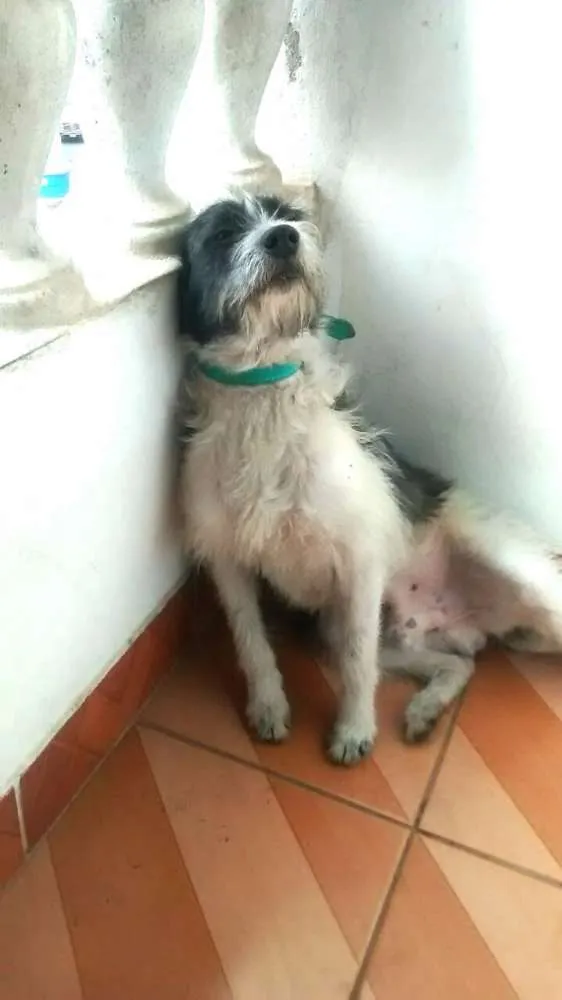 Cachorro ra a vira-lata idade 2 anos nome Bisteca
