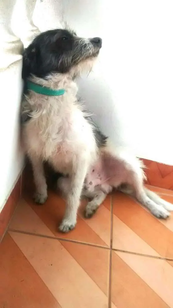 Cachorro ra a vira-lata idade 2 anos nome Bisteca