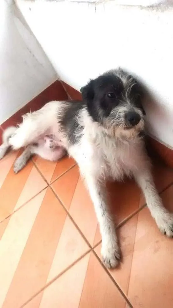Cachorro ra a vira-lata idade 2 anos nome Bisteca