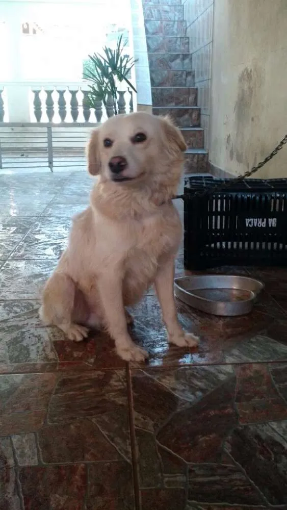 Cachorro ra a vira-lata idade 3 anos nome Tótó