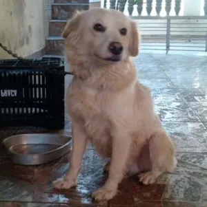 Cachorro raça vira-lata idade 3 anos nome Tótó