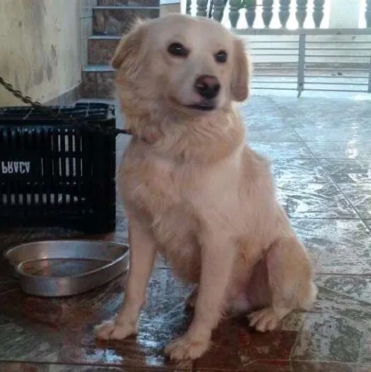 Cachorro ra a vira-lata idade 3 anos nome Tótó