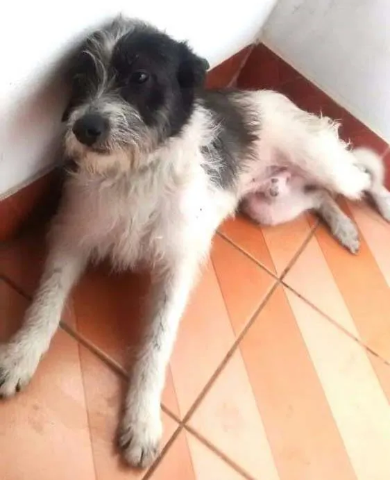 Cachorro ra a vira-lata idade 2 anos nome Bisteca