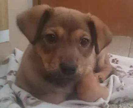 Cachorro ra a Vira Lata idade Abaixo de 2 meses nome Theo
