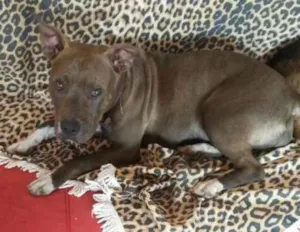 Cachorro raça Pit Bull idade 7 a 11 meses nome Mel