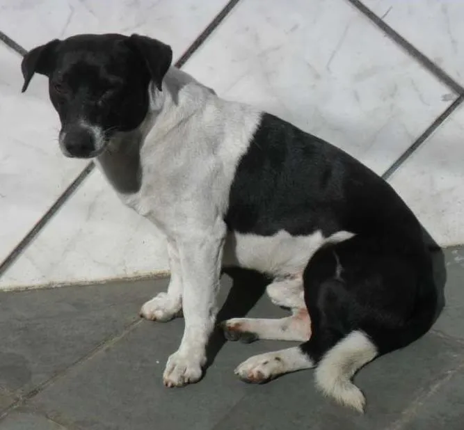 Cachorro ra a vira lata idade 4 anos nome não tem