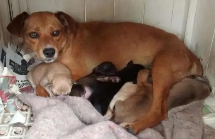 Cachorro ra a SRD idade 4 anos nome Cadela Porte P