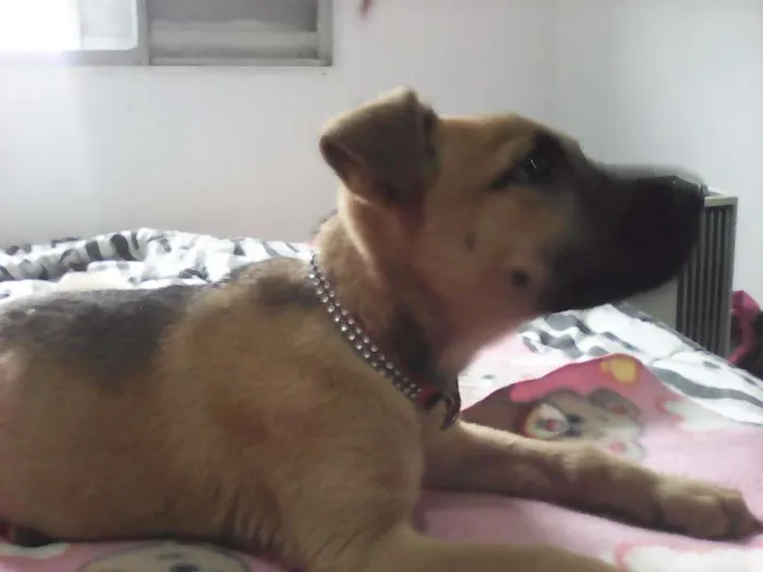 Cachorro ra a mestic. akita inu idade 2 a 6 meses nome Filhotinha linda
