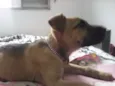 Filhotinha linda