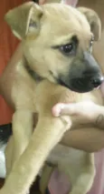 Filhotinha linda