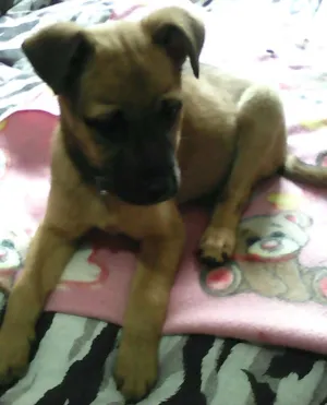 Cachorro raça mestic. akita inu idade 2 a 6 meses nome Filhotinha linda