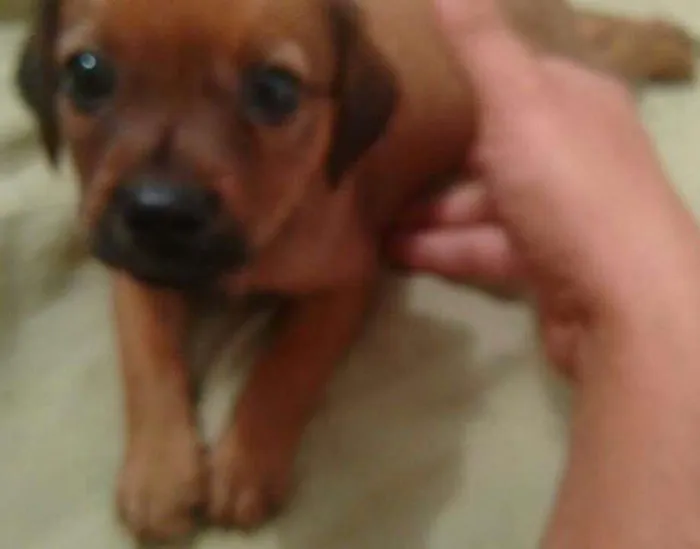 Cachorro ra a Vira lata idade 2 a 6 meses nome Linda