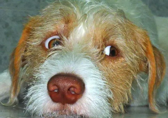 Cachorro ra a Vira lata idade 1 ano nome Joe