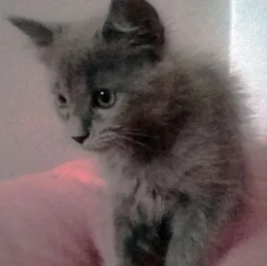 Gato raça  idade 7 a 11 meses nome Luna