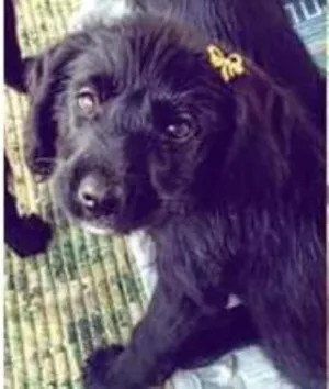 Cachorro raça Mestiço idade 2 a 6 meses nome Sem nome