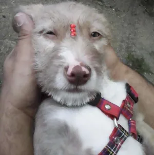 Cachorro raça Srd idade 2 a 6 meses nome Magaly