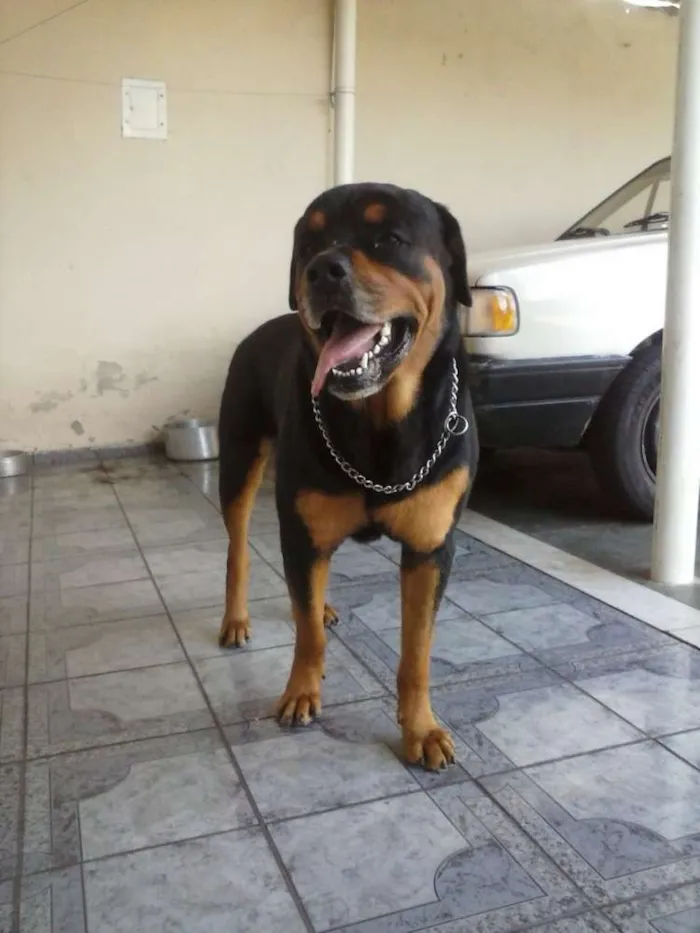 Cachorro ra a Rottweiler idade 5 anos nome Gládius