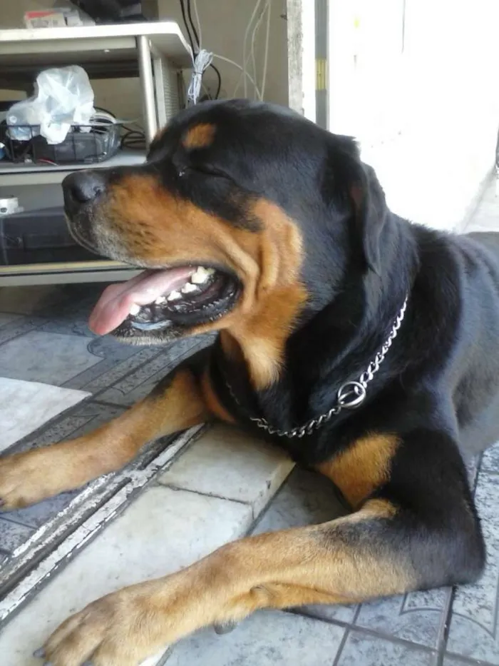 Cachorro ra a Rottweiler idade 5 anos nome Gládius