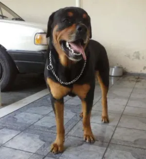 Cachorro raça Rottweiler idade 5 anos nome Gládius