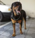 Gládius
