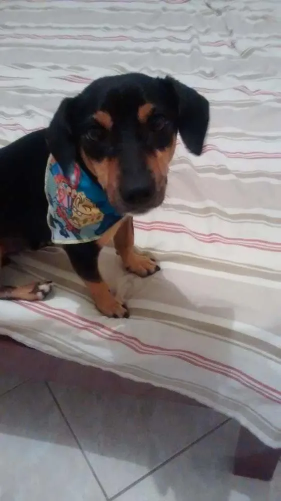 Cachorro raça SRD idade 2 anos nome NINO