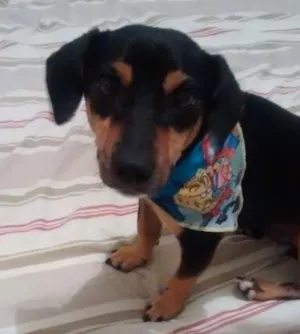 Cachorro raça SRD idade 2 anos nome NINO