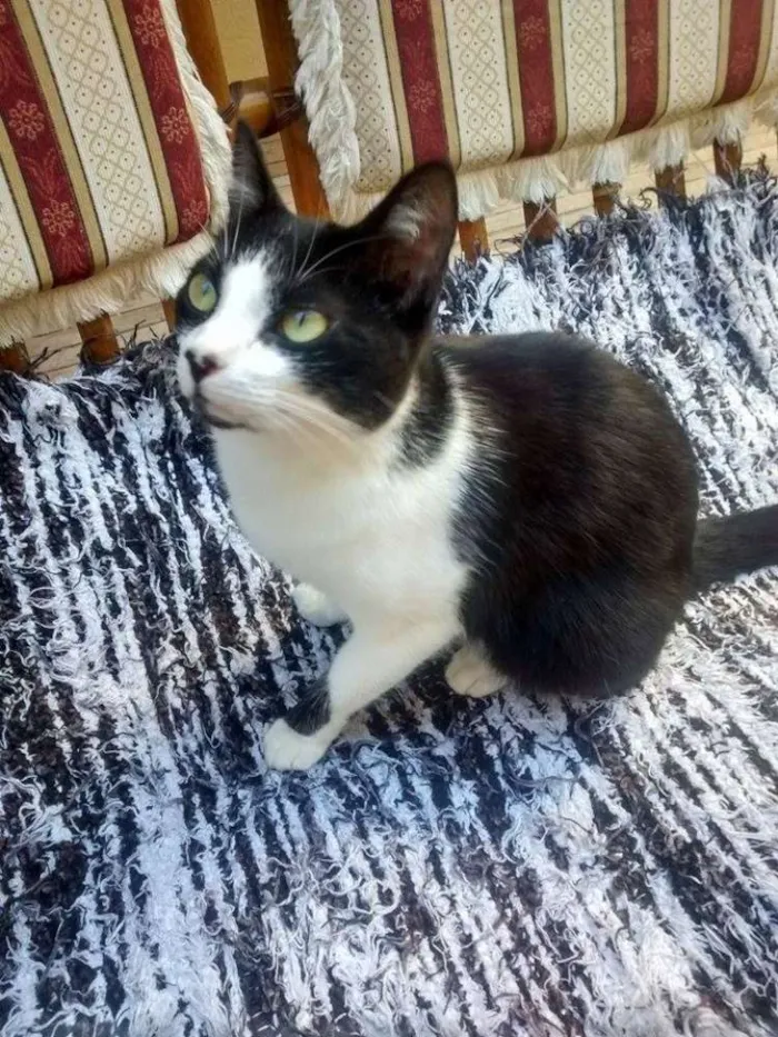 Gato ra a  idade 7 a 11 meses nome Mona