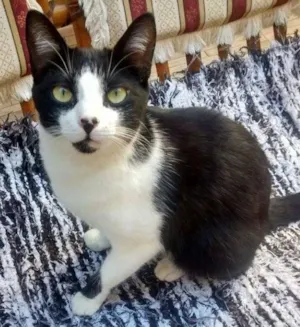 Gato raça  idade 7 a 11 meses nome Mona