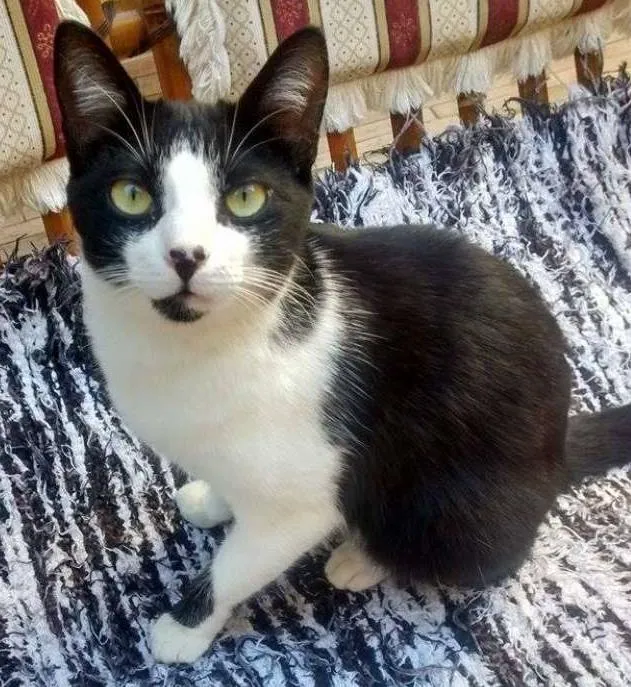 Gato ra a  idade 7 a 11 meses nome Mona