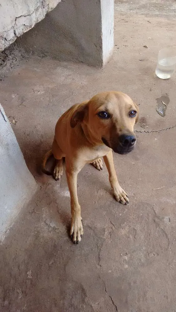 Cachorro ra a Vira lata idade 7 a 11 meses nome Beethoven 