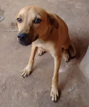 Cachorro raça Vira lata idade 7 a 11 meses nome Beethoven 